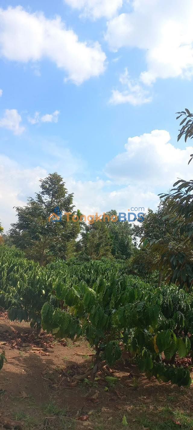 Đất vườn Quảng Tiến Cư M'gar 3240m² 3,42 tỷ - Giá đầu tư tốt