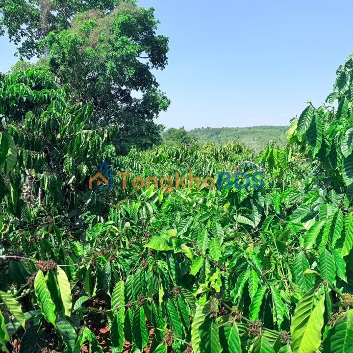 Farm Buon Xek Diek 2.880m² 1.007 tỷ - Sinh thái xanh