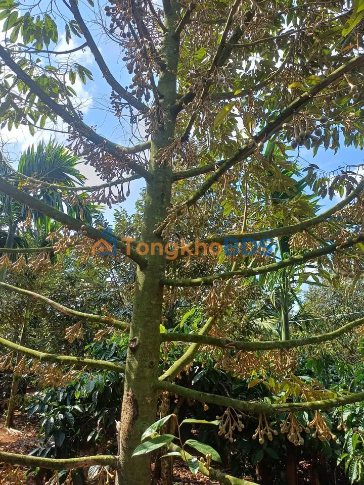 Đất nền Thôn 8 Hòa Thuận 1080m² 4 tỷ - Sổ đỏ chính chủ