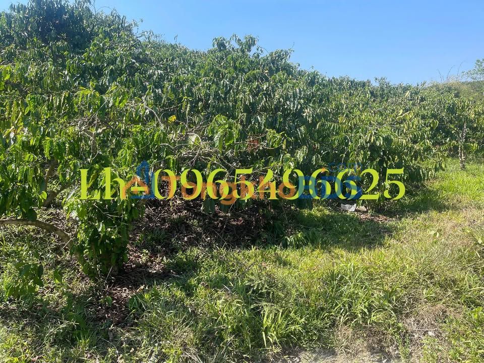 Đất Vườn Đắk Lắk 1.8ha - Kinh Doanh Cafe/Nghỉ Dưỡng - Sổ Đỏ Rõ Ràng