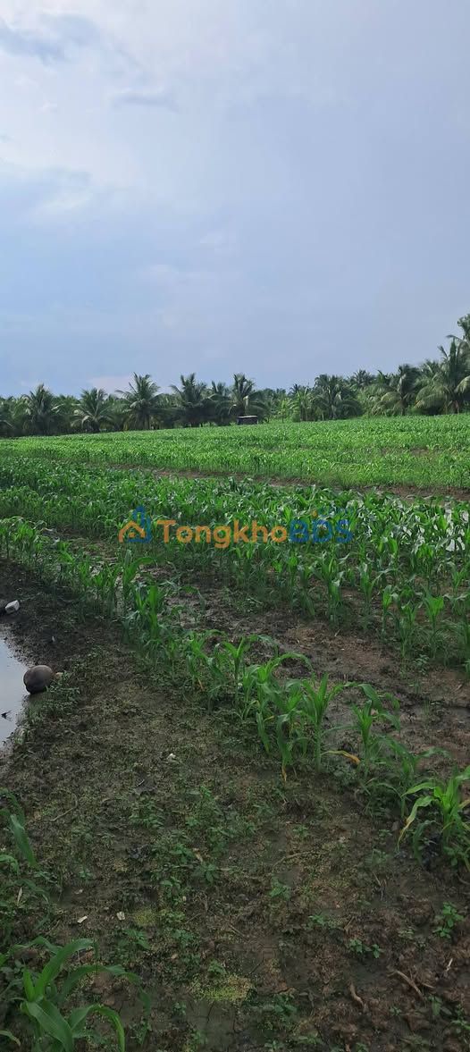 Bán Gấp Đất Vườn 6600m² Ấp Bình Trung, Gò Công Tây - Giá Tốt Đầu Tư