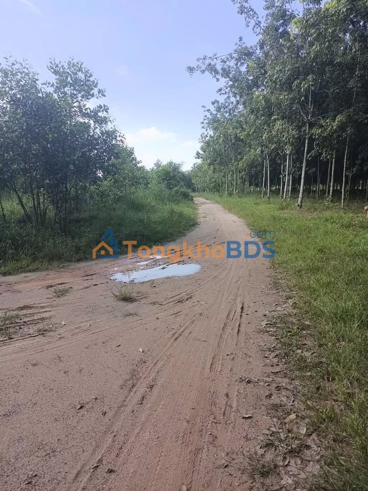 Đất nền Long Nguyên Bàu Bàng 3,7ha 26 tỷ - Pháp lý rõ ràng