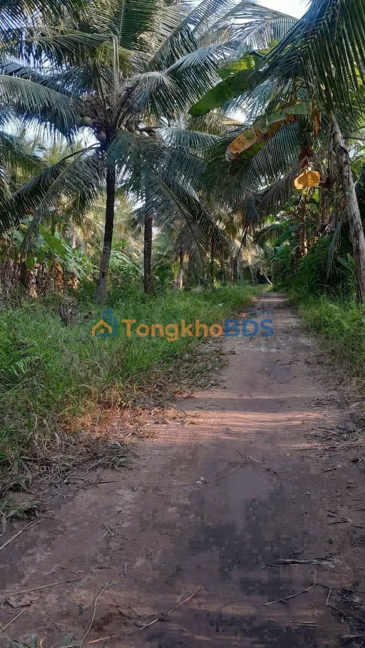 Đất vườn Tân Phú Tây Mỏ Cày Bắc 1.500m² 750 triệu - Sổ đỏ