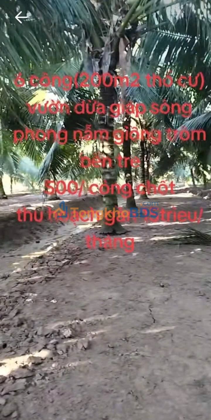 Bán Gấp Trang Trại 700m² Mặt Tiền Sông Phong Nẫm, Bến Tre - Giá 5 Tỷ/Công