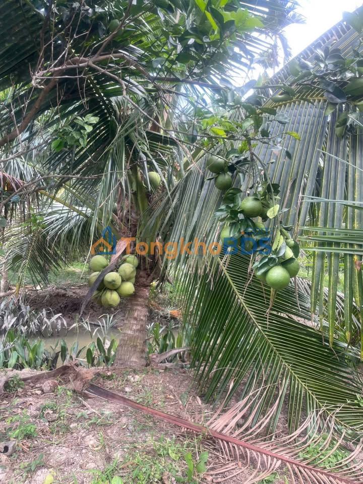 Đất vườn Châu Hòa 8.515m² 2.7248 tỷ - Đường ô tô vào đất