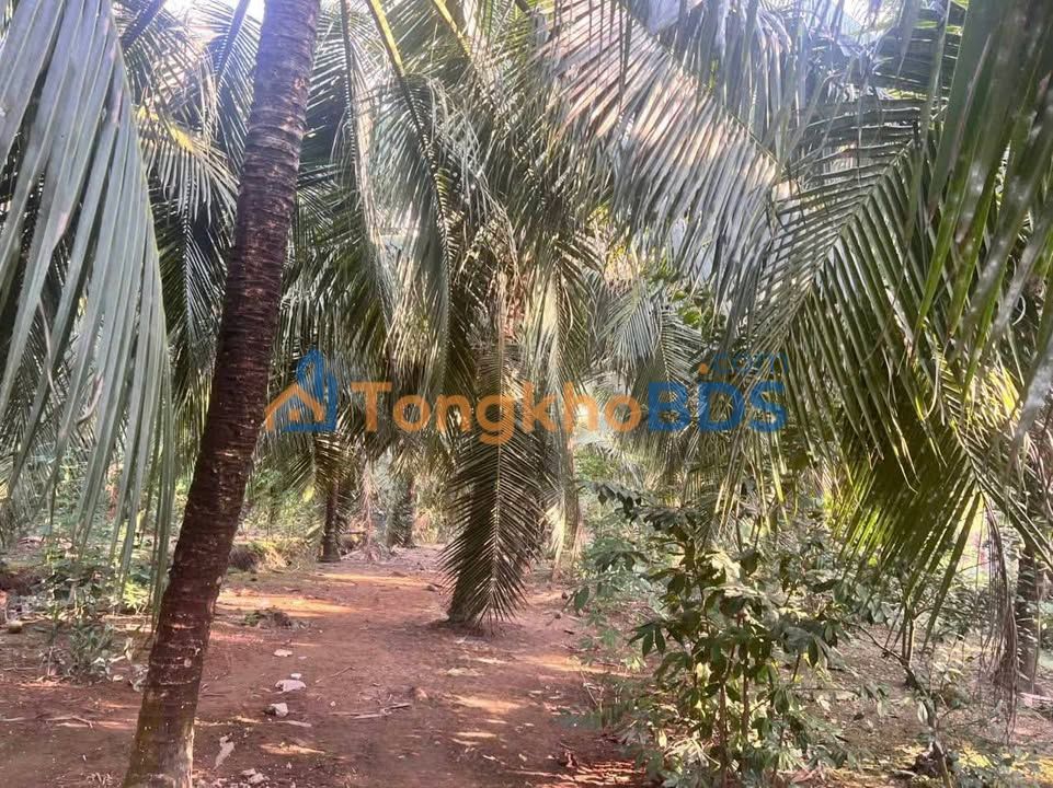 Đất nền Châu Hưng Bến Tre 1.506m² 1,15 tỷ - Giá tốt hiếm có