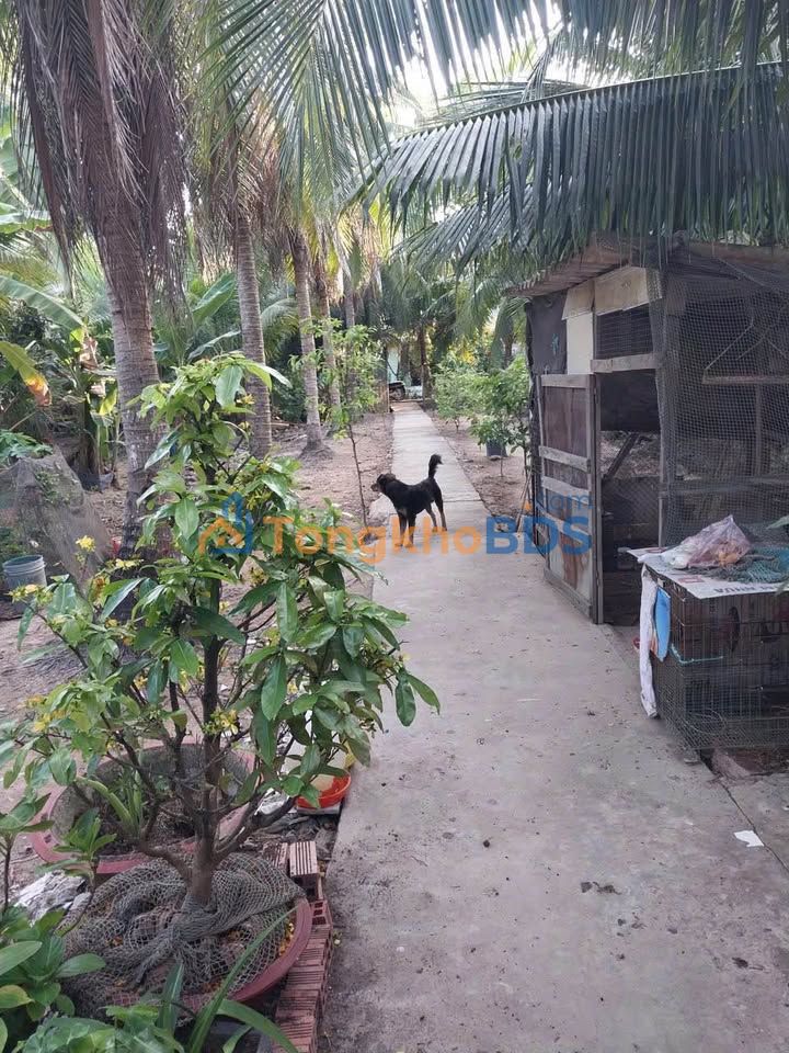 Đất nền P.An Hội Vĩnh Long 1.486m² 3,8 tỷ - Đầu tư dài hạn