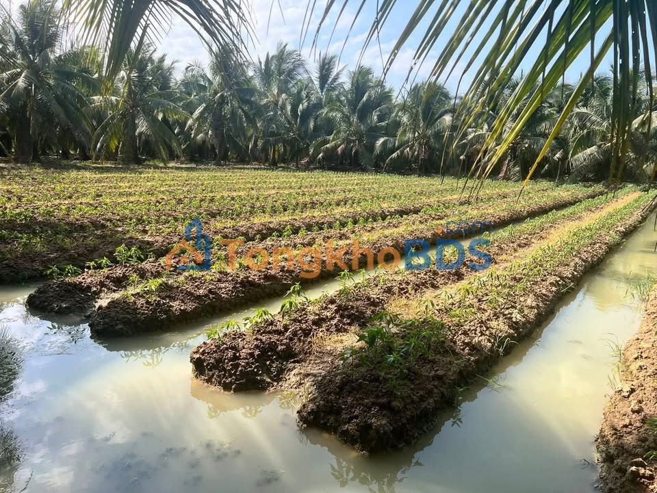 Đất Châu Hưng Bình Đại 1,2 công 900 triệu - Tiềm năng tăng giá