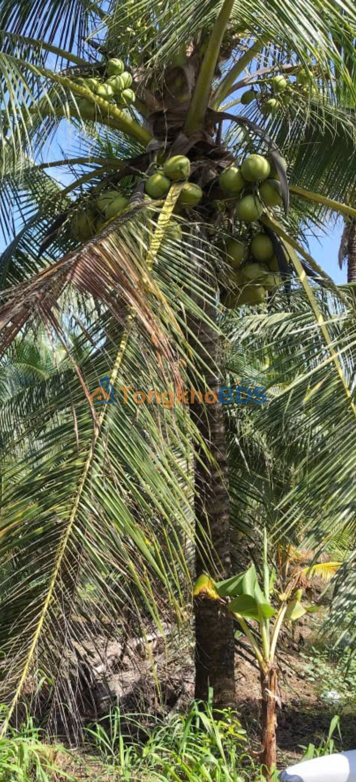 Đất nền Tân Mỹ Ba Tri 2000m² giá 630 triệu - Sổ đỏ chính chủ