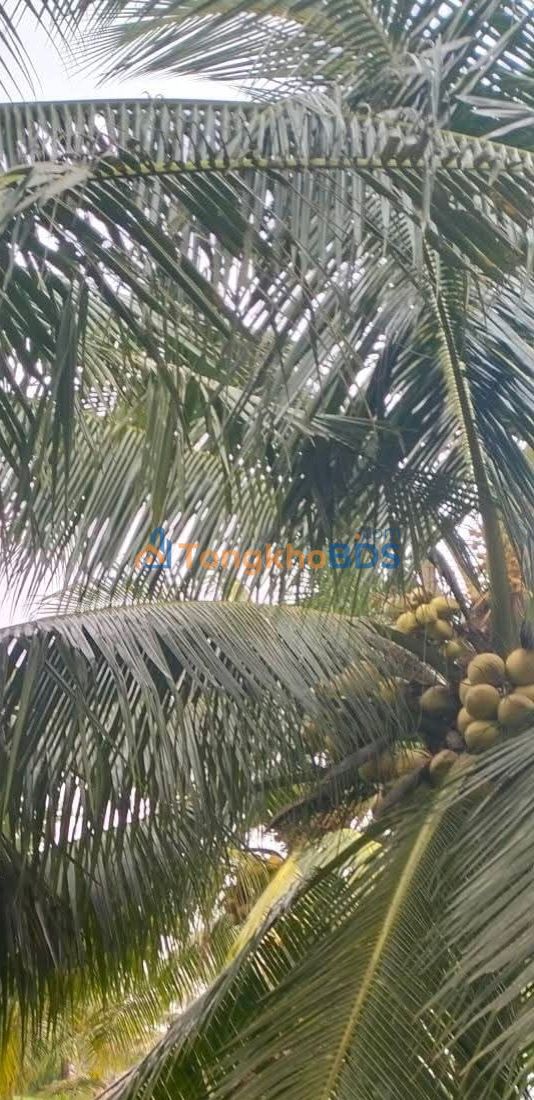 Đất Mỹ Nhơn Ba Tri 1000m² 350 triệu - Đường to ô tô