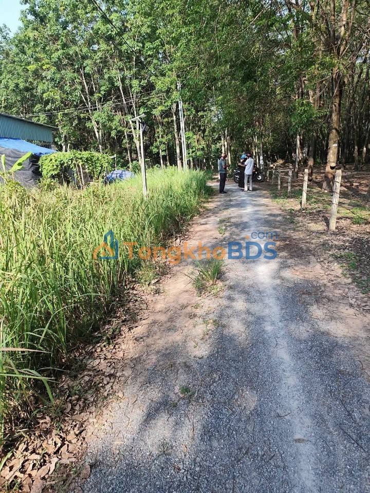 Đất Hòa Lợi Bến Cát 150m² 1.1 tỷ - Đất thổ cư 100%