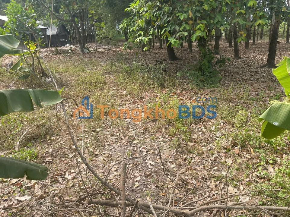 Đất nền Gò Dầu 450m² (10x45) - Sổ đỏ, KDC, Giá đầu tư 970 triệu