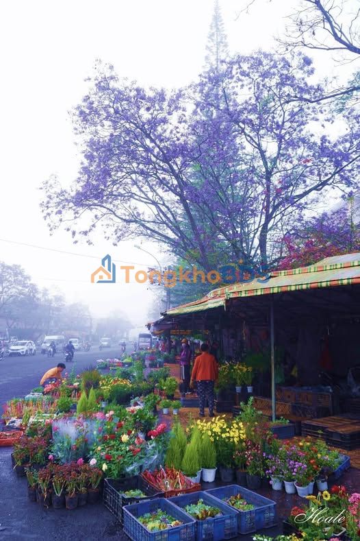 Bán Đất Vàng Đà Lạt 117m² Hai Mặt Thoáng - 7.5 Tỷ