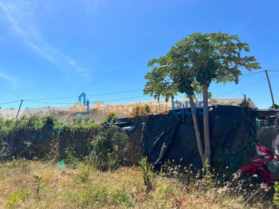 Đất vườn Đài Sơn 504m² thỏa thuận - Tiềm năng tăng giá