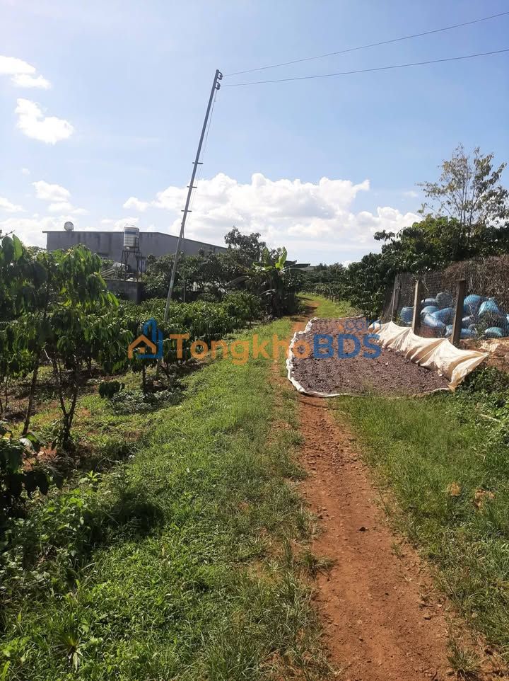 Bán Gấp Vườn Cà Phê 7200m² Xã Lộc Thắng, Bảo Lâm - Giá Tốt