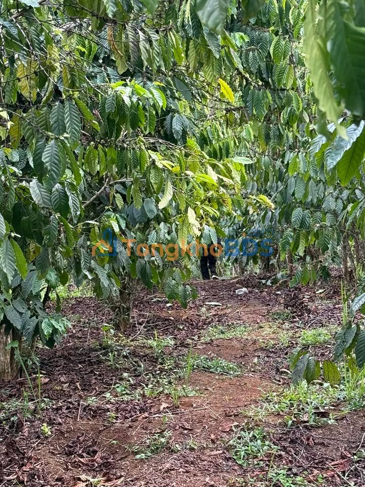 Đất nền Tân Thanh Lâm Hà 1800m² 1.3 tỷ - Tiềm năng tăng giá