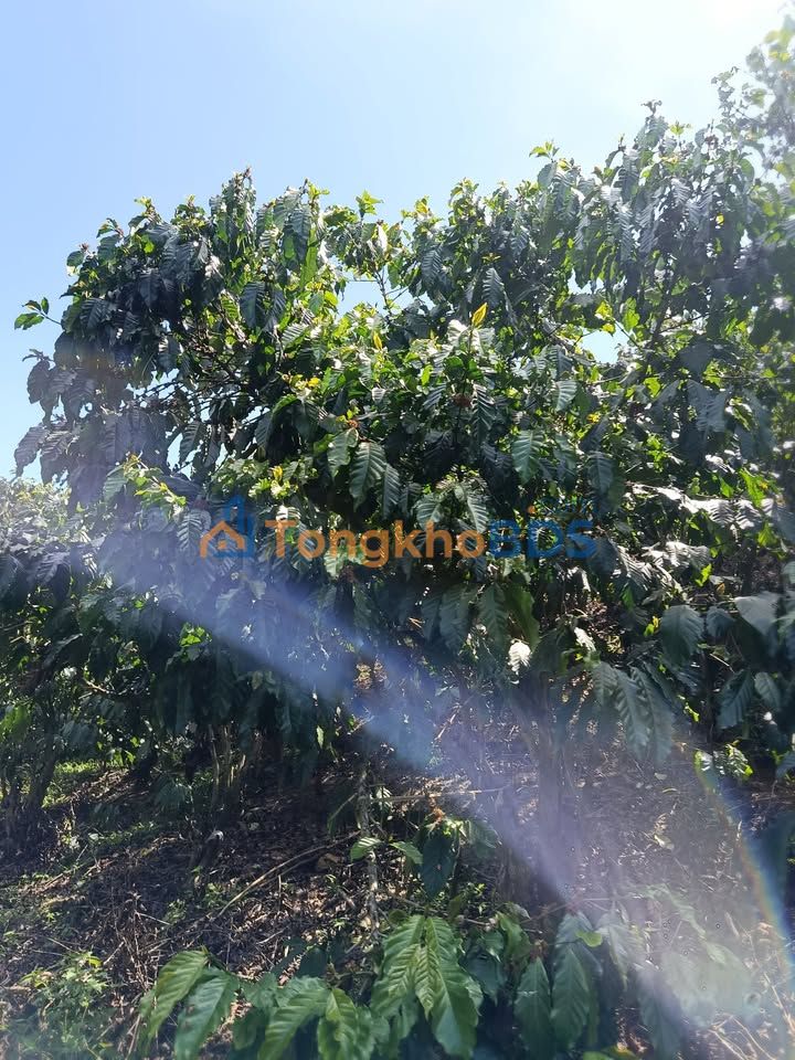 Đất Vườn 6000m² Sổ Hồng Sẵn - Lộc Phú, Bảo Lâm Giá 2.4 Tỷ