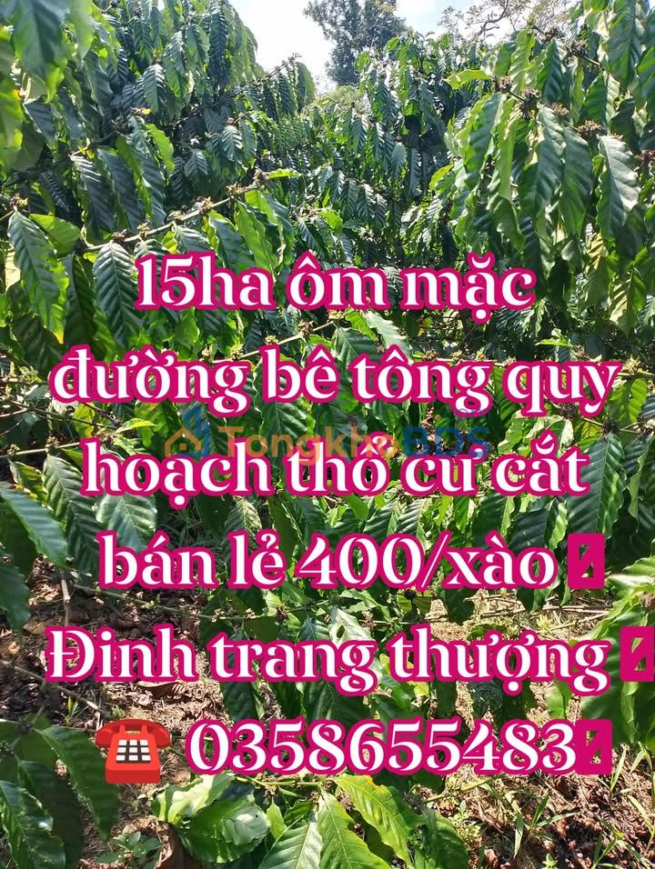 Farm Đinh Trang Thượng 15ha 166 tỷ - Sổ đỏ chính chủ