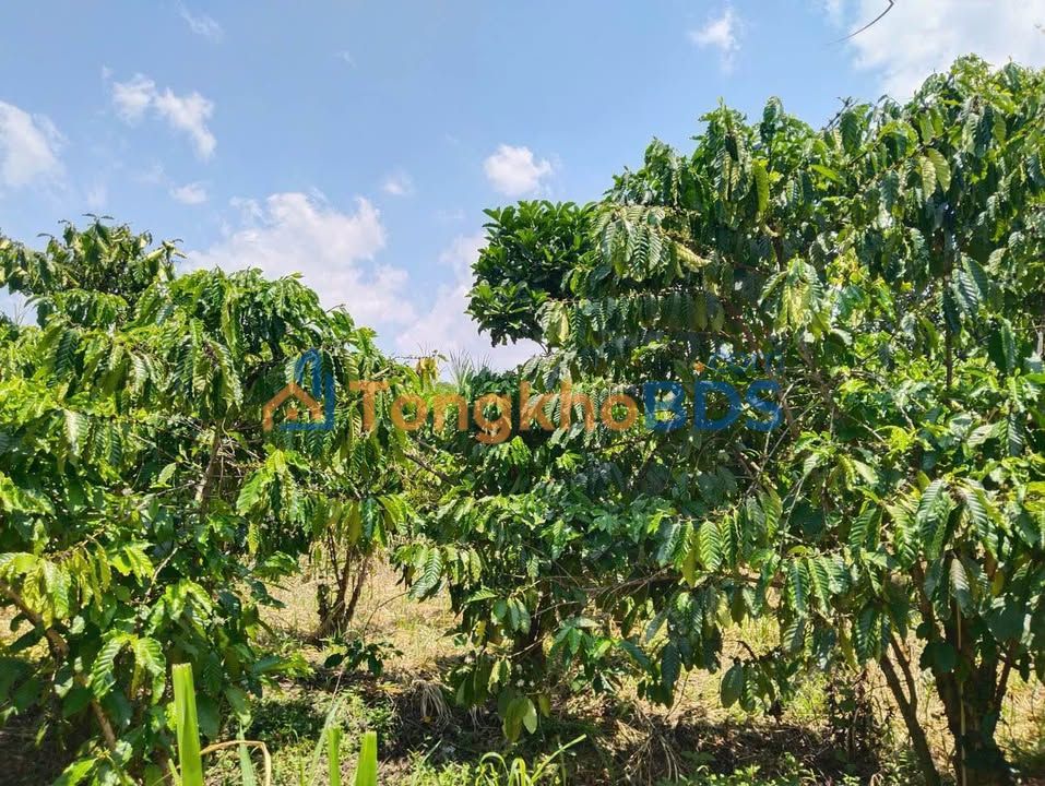 Đất Vườn Lộc Nam, Bảo Lâm - 24.480m² Bám Suối, Sổ Hồng Thổ Cư