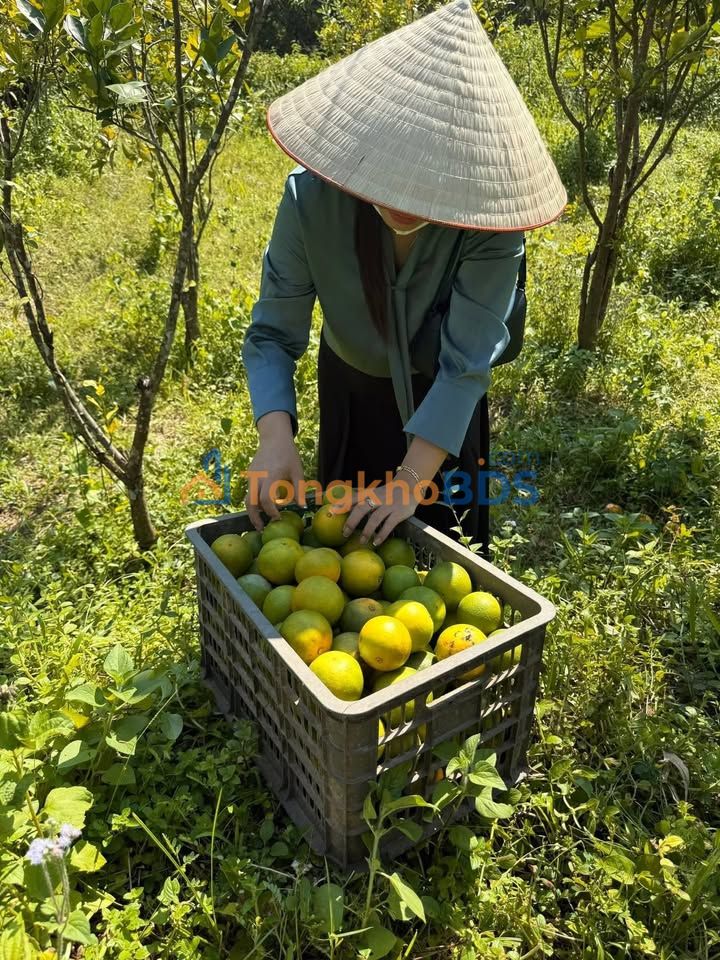 Bán Đất Vườn Quảng Ninh 1286m² Tặng Rừng 5000m² - Giá Đầu Tư