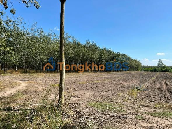 Đất nền Tân Hội Tân Châu 48.000m² 4 tỷ - Sổ đỏ chính chủ