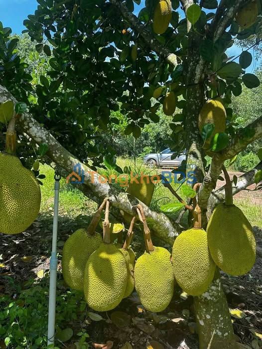 Trang trại mít Thạnh Bình 3.8ha 3.42 tỷ - Sinh thái xanh