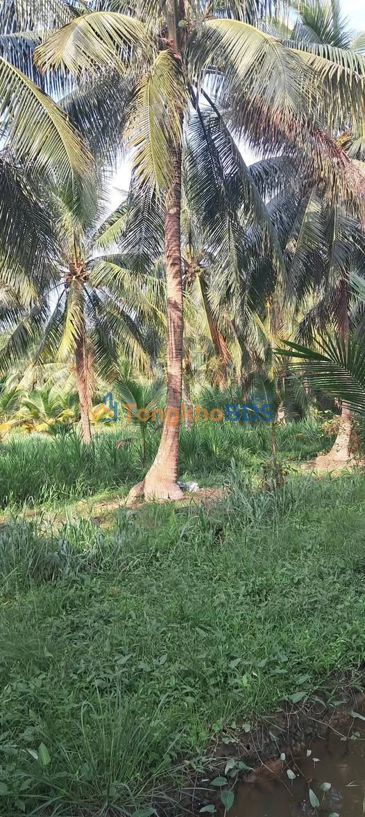 Bán Đất Vườn 2625m² Tại Chợ Gạo, Tiền Giang - Giá Tốt 460 Triệu