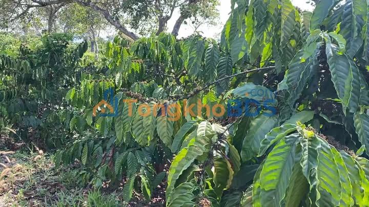 Đất nền Đắk Gằn 2.880m² giá 1.1 tỷ - Sổ đỏ chính chủ