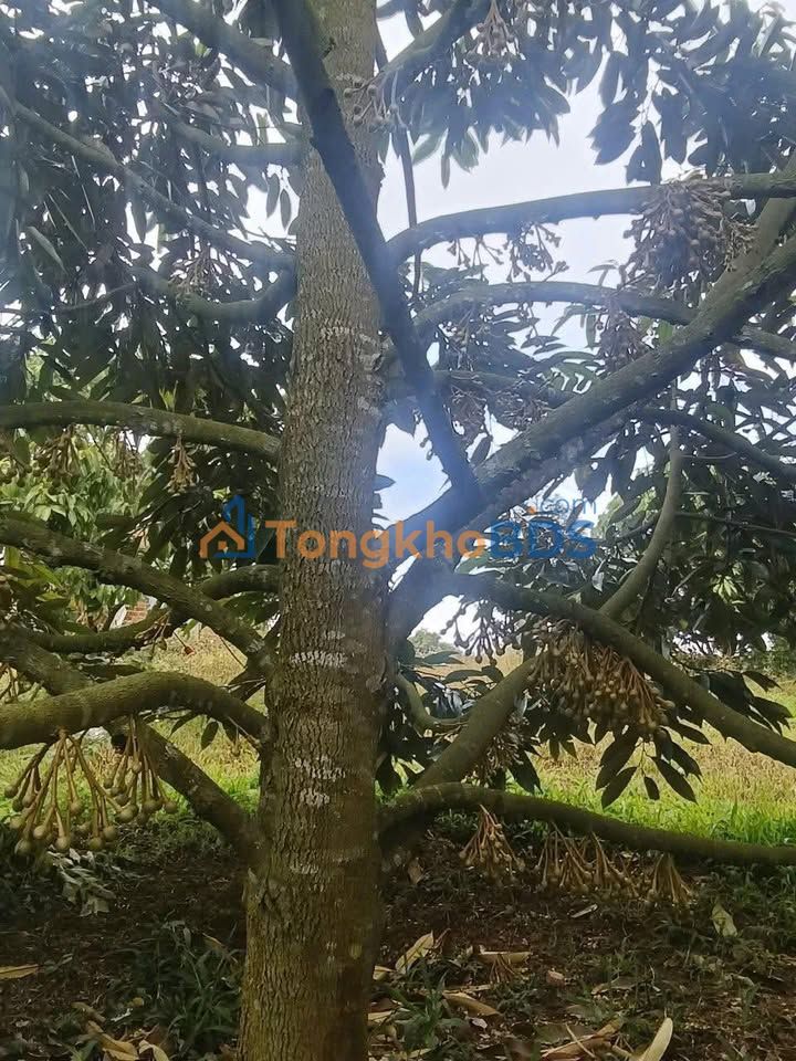 Đất vườn Ea Kar 360m² giá thỏa thuận - Sinh thái xanh