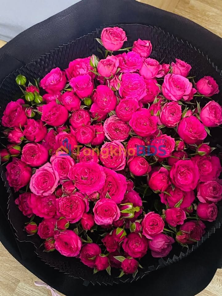 Cho thuê Tòa nhà 3 tầng Kiệt Trưng Nữ Vương, Đà Nẵng - 6PN Studio