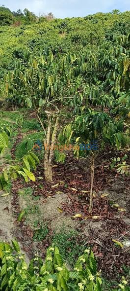 Bán Đất Vườn Lâm Đồng 14000m² - Giá 2.4 Tỷ - Cơ Hội Đầu Tư Sinh Lời