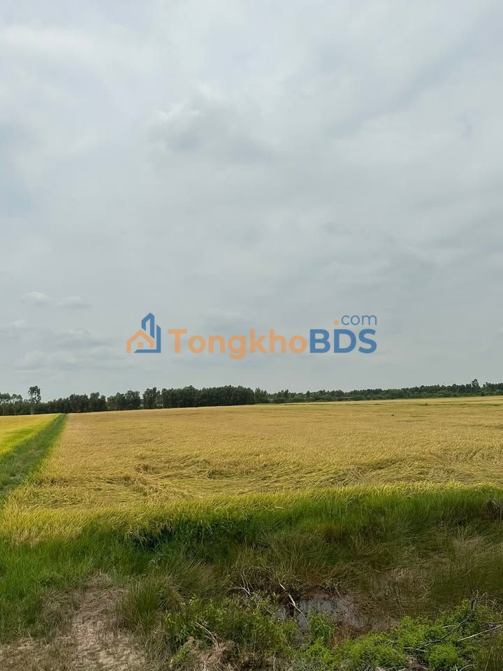 Farm Gò Dầu Tây Ninh 1,03ha 1,7 tỷ - Sổ đỏ chính chủ đón sóng