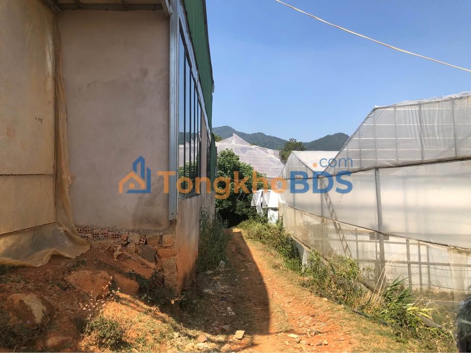 Đất vườn Thị trấn Lạc Dương 5.000m² 7.6 tỷ - Nghỉ dưỡng lý tưởng