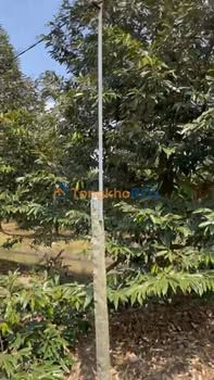 Đất vườn Phú Đức Tam Nông 3.7 công 2.331 tỷ - Đường ô tô