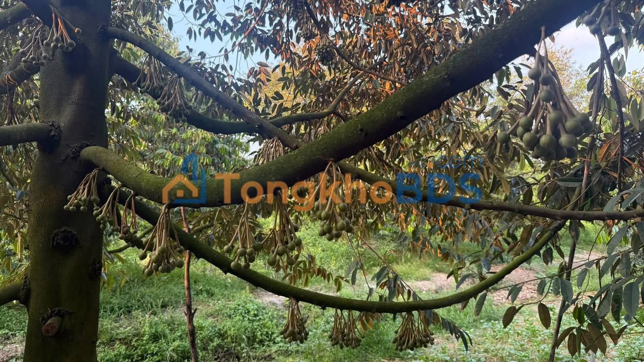 Đất nền Mỹ An Hưng A 10.223m² thỏa thuận - Đầu tư dài hạn