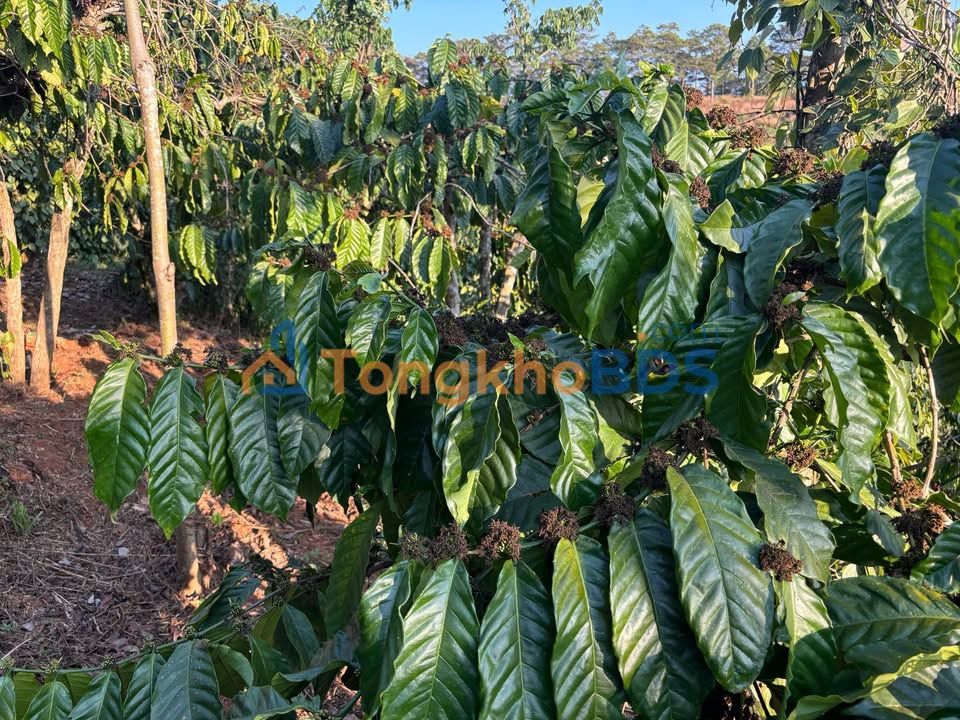 Bán Gấp Farm 1.2ha Đắk Song, Đắk Nông - Sổ Hồng Riêng, Giá 2 Tỷ