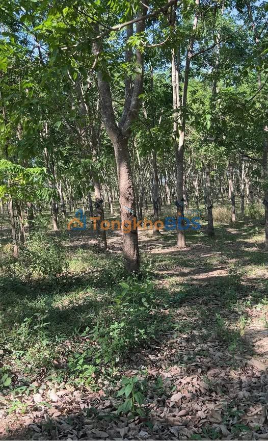 Đất rẫy Cư Knia 2,3ha 2,5 tỷ - Tiềm năng tăng giá