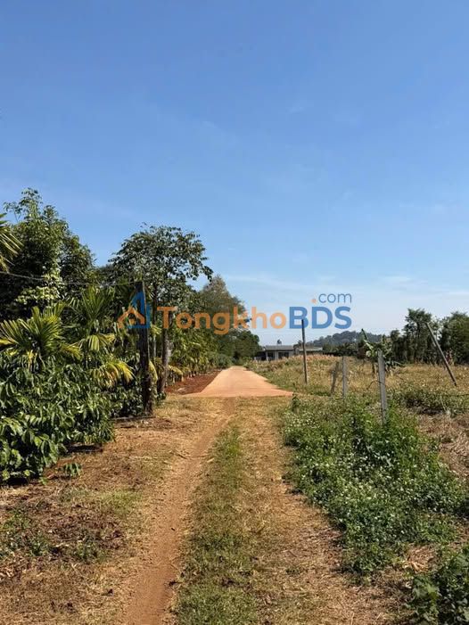 Đất nền Cư Suê 250m² 750 triệu - Đường to ô tô