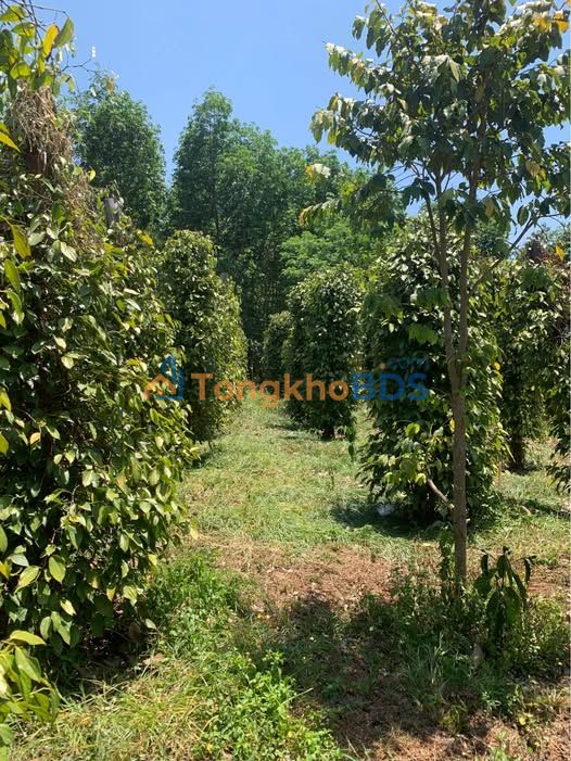 Đất vườn Thôn 5 Ea Khal 1,4ha 7,78 tỷ - Sinh thái xanh