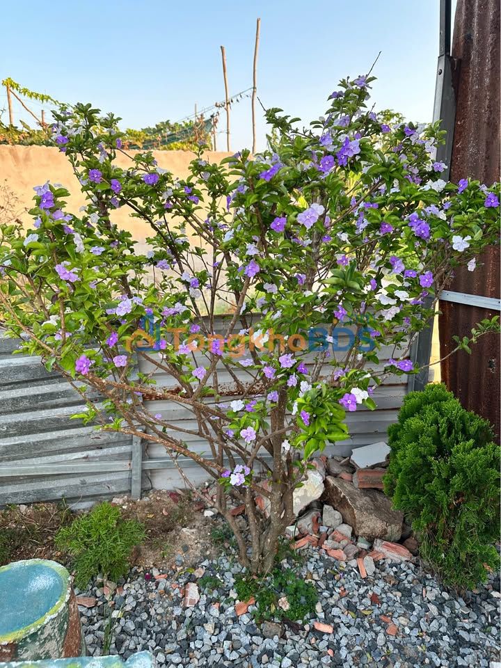 Nhà gác lửng Hẻm 828 Bình Giã 80m² 870 triệu - Chính chủ bán