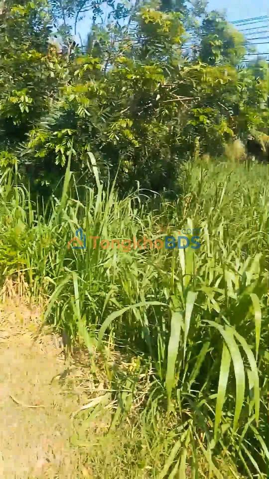 Đất nền QL60 Cầu Kè 1.950m² 4.5 tỷ - Xây dựng tự do