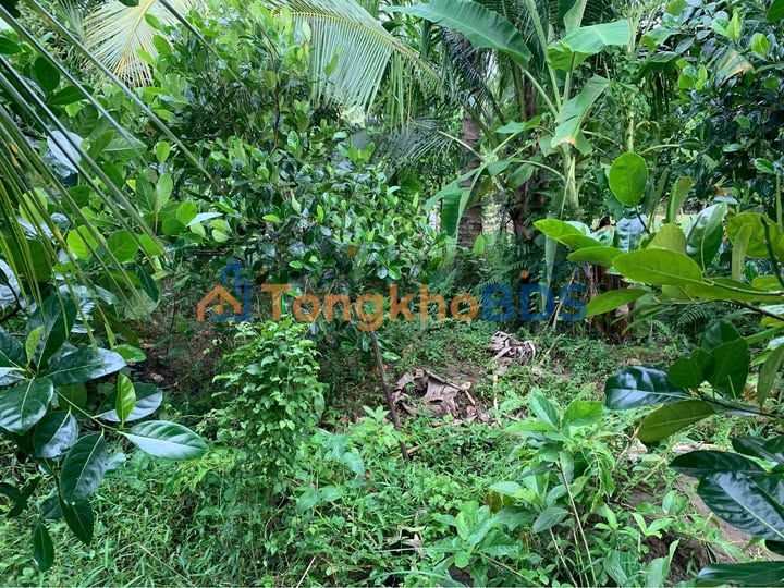 Đất nền Thới Hòa Ô Môn 150m² 219 triệu - Sổ đỏ chính chủ