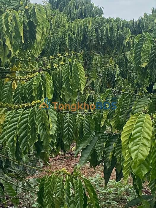 Đất Vườn Lâm Hà - 13320m² - Sổ Đỏ Rõ Ràng - Giá Đầu Tư 2.1 Tỷ