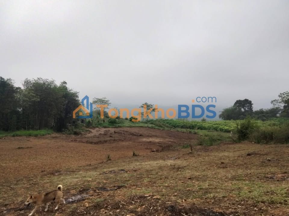 Đất nền Phú Vinh Tân Lạc Hòa Bình 4000m² 1 tỷ - Sổ đỏ chính chủ