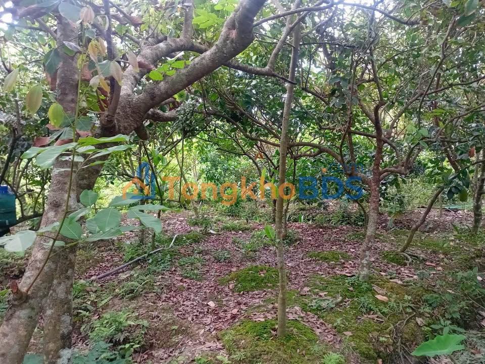 Đất nền Vĩnh Bình Chợ Lách 1500m² 500 triệu - Sổ đỏ