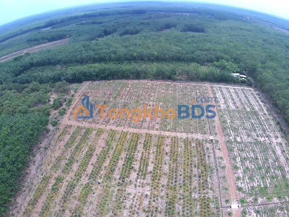 Trang trại sầu riêng Phú Riềng 4,5ha 9 tỷ - Sinh thái xanh