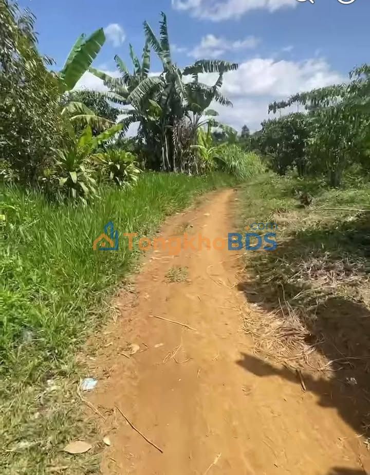 Đất Vườn Lộc An, Bảo Lâm 2000m² - Sổ Đỏ Sẵn Sàng, Giá Đầu Tư 1.05 Tỷ