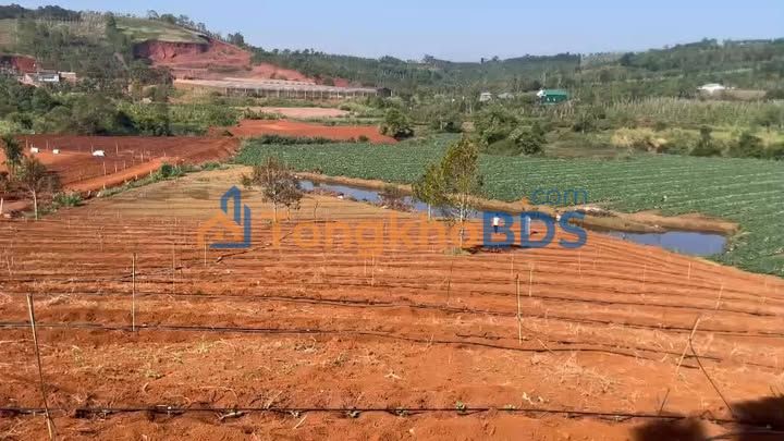 Farm Đắk N'Drung Đắk Song 10,5ha 15 tỷ - Giá tốt