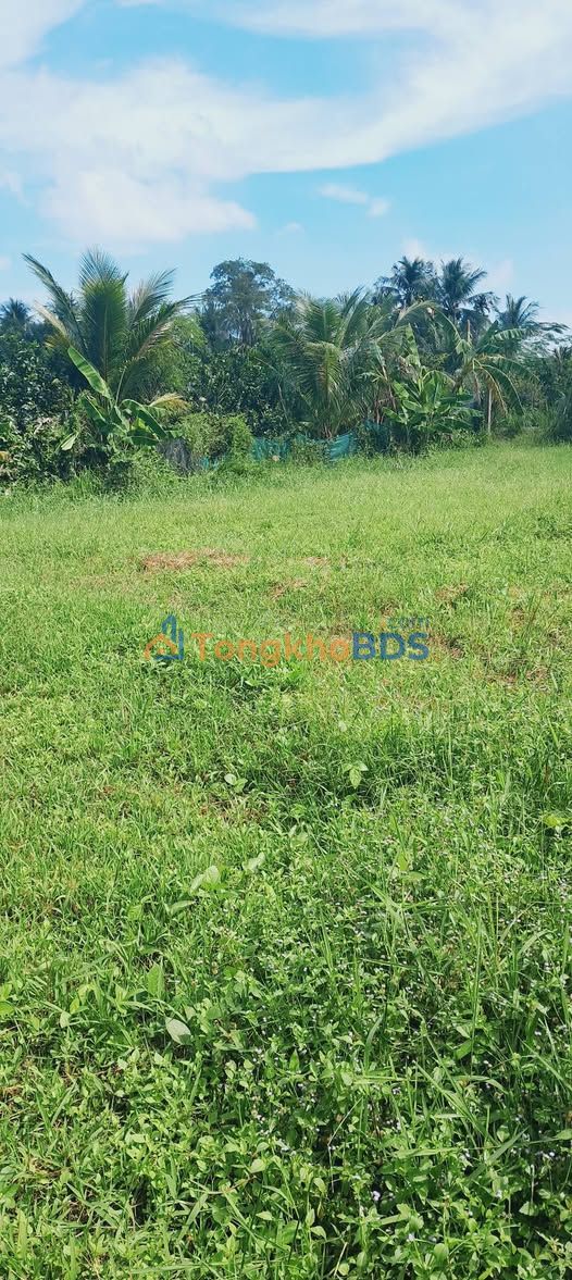 Đất nền Song Bình 803m² 1.15 tỷ - Sổ đỏ chính chủ