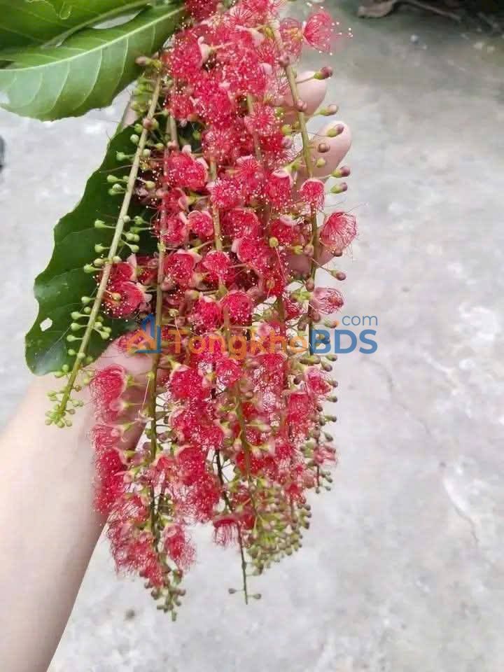 Đất nền Cao Phong 1.725m² giá 3.45 tỷ - Sổ đỏ chính chủ